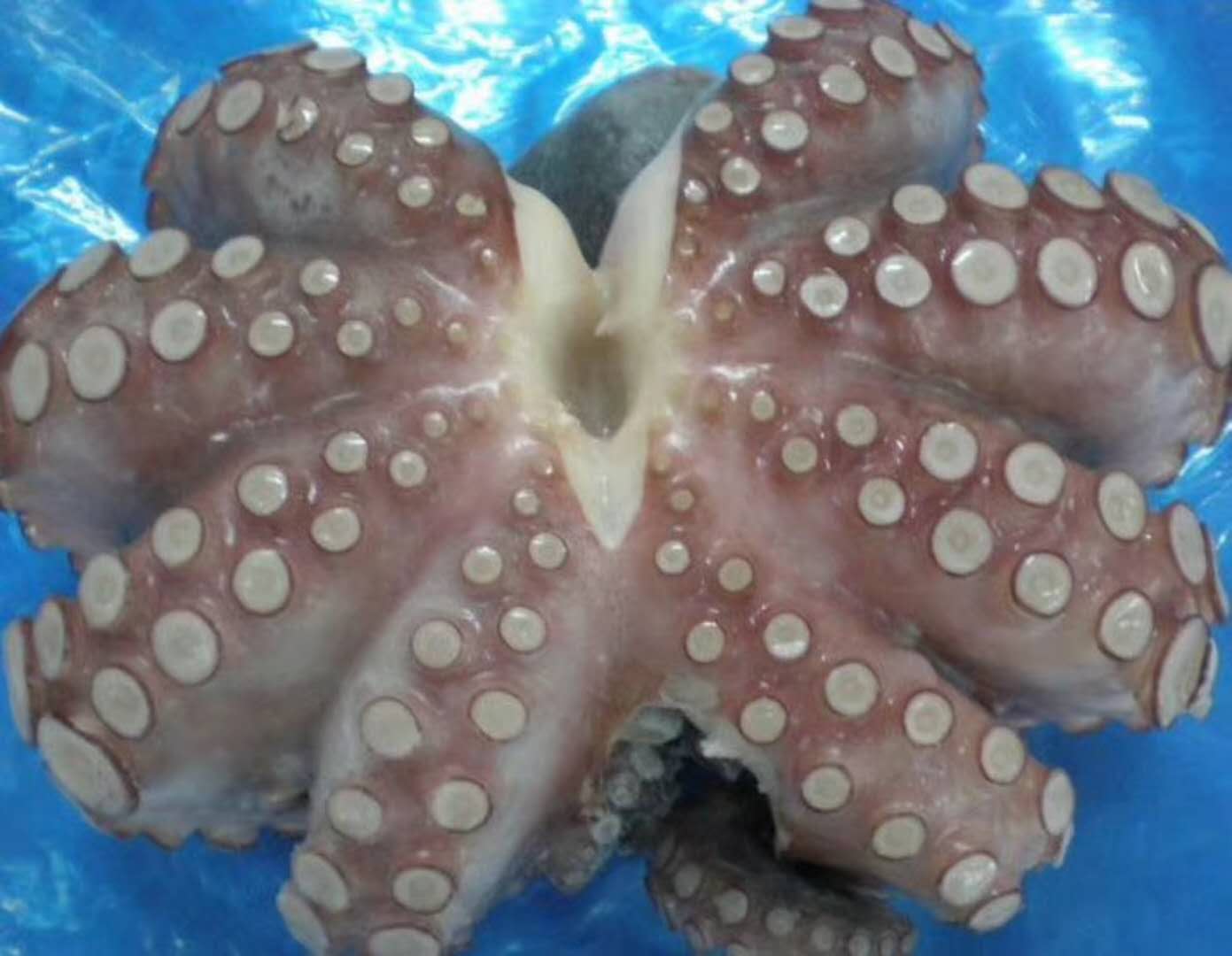 Octopus