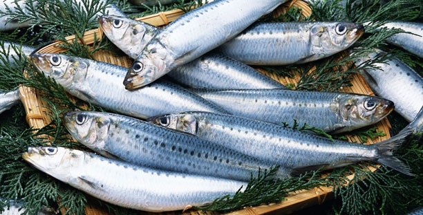 Sardine